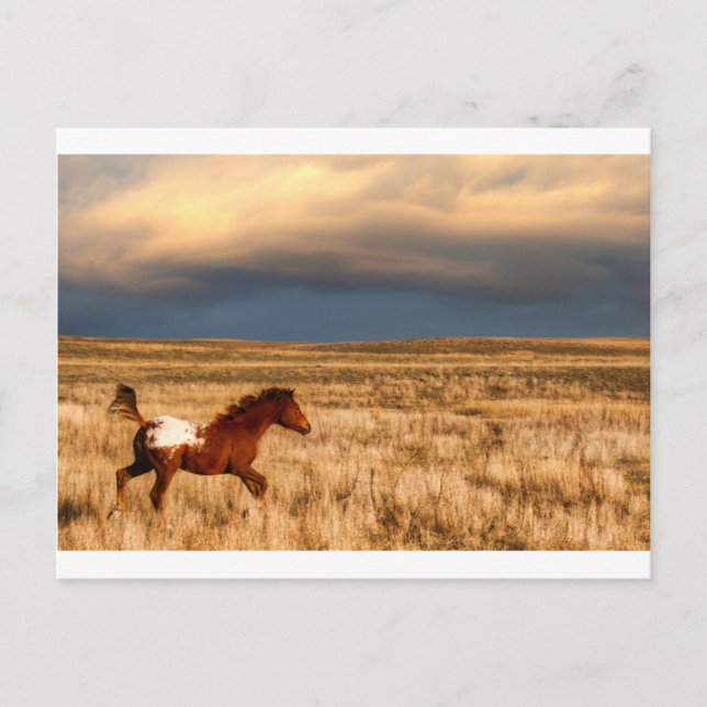 Horse alone postcard (Front)