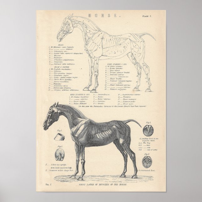 Horse Anatomy Poster (Front)