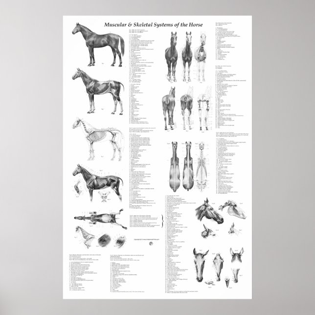Horse Anatomy Poster Skeletal and Muscular (Front)