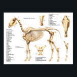 Horse Anatomy Skeleton Poster<br><div class="desc">Labeled horse anatomy poster showing the bones of the horse.</div>
