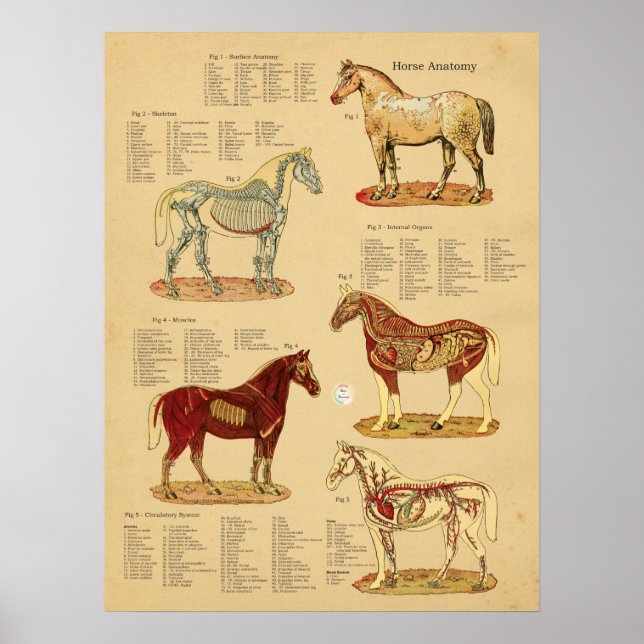 Horse Anatomy Veterinary Chart (Front)