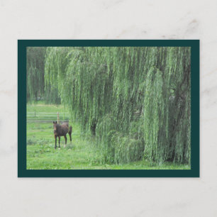 ~ Horse and a Willow ~ Postcard