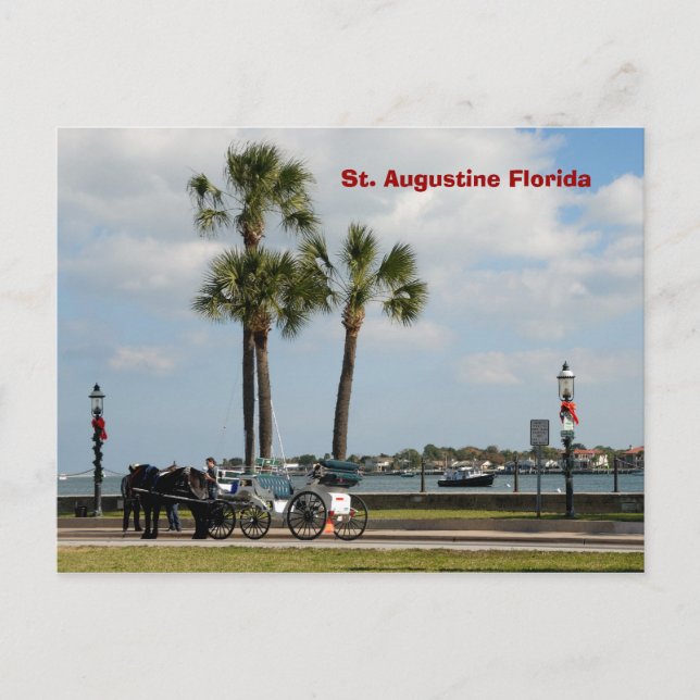 horse and carriage st augustine florida postcard (Front)