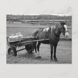 Horse and Cart Postcard