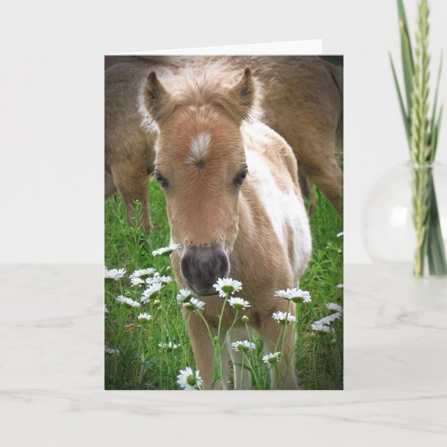 Horse and daisies card (Front)