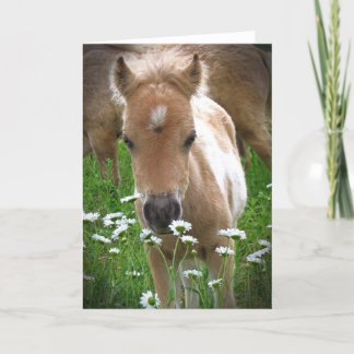 Horse and daisies card
