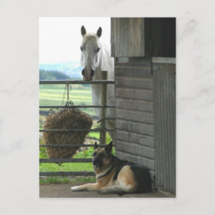 Horse and Dog Postcard