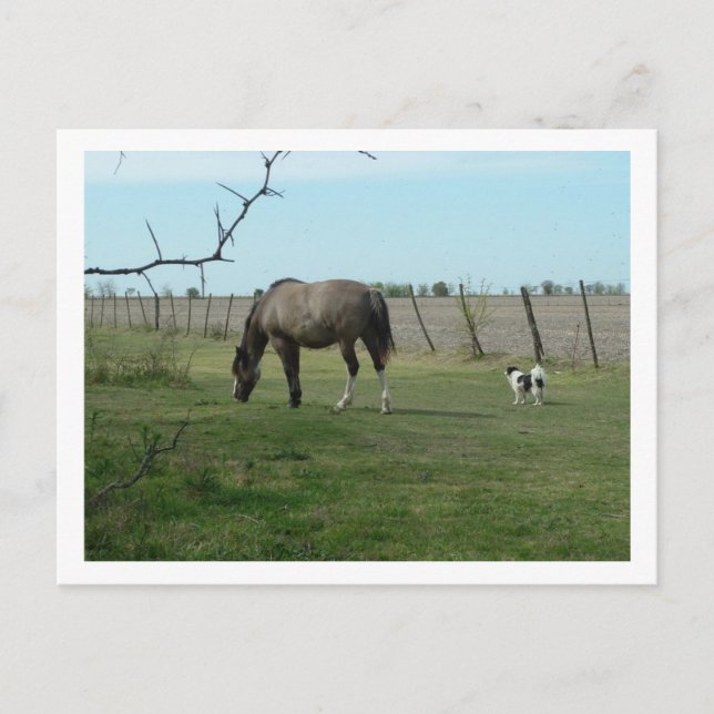 horse and dog postcard (Front)
