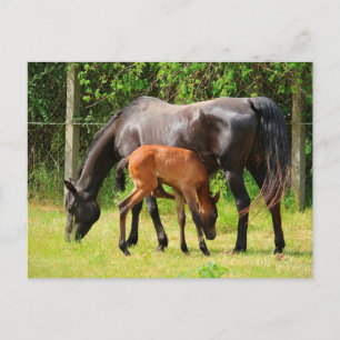 Horse and Foal Postcard