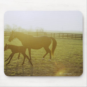 Horse and foal running in pasture mouse pad