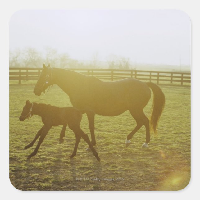 Horse and foal running in pasture square sticker (Front)