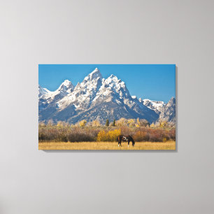 Horse and Grand Tetons, Moose Head Ranch Canvas Print