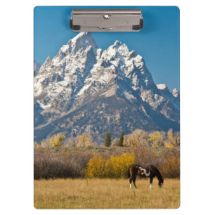 Horse and Grand Tetons, Moose Head Ranch Clipboard