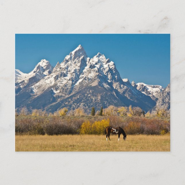 Horse and Grand Tetons, Moose Head Ranch Postcard (Front)