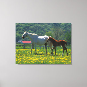 Horse and her foal standing in a field canvas print
