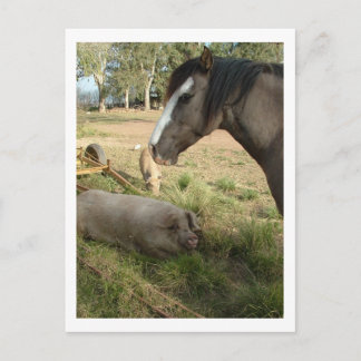 horse and pigs postcard