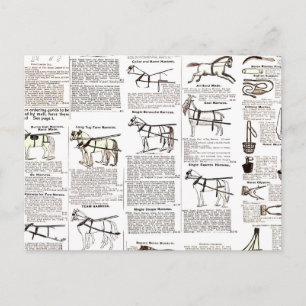 Horse Antique Advertising Newspaper Art Postcard