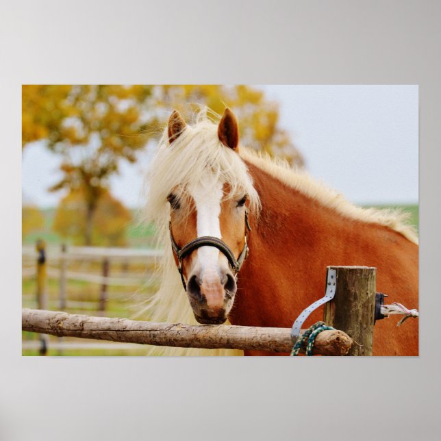 Horse At Gate Poster (Front)