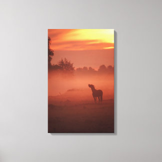 Horse at sunrise canvas print
