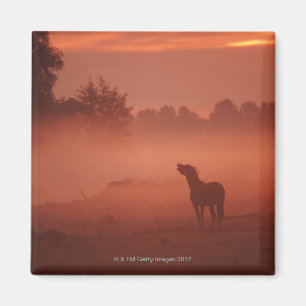 Horse at sunrise magnet