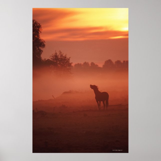 Horse at sunrise poster (Front)