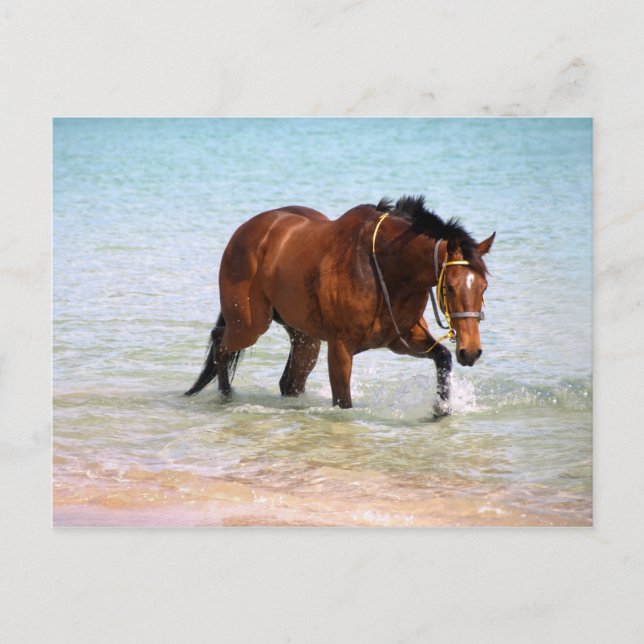 Horse at the beach Postcard (Front)