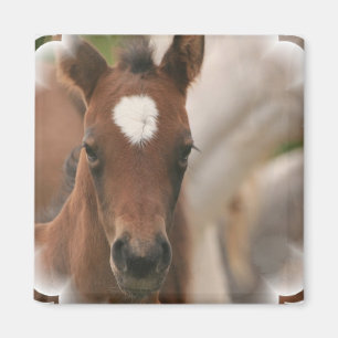 Horse Baby Square Magnet