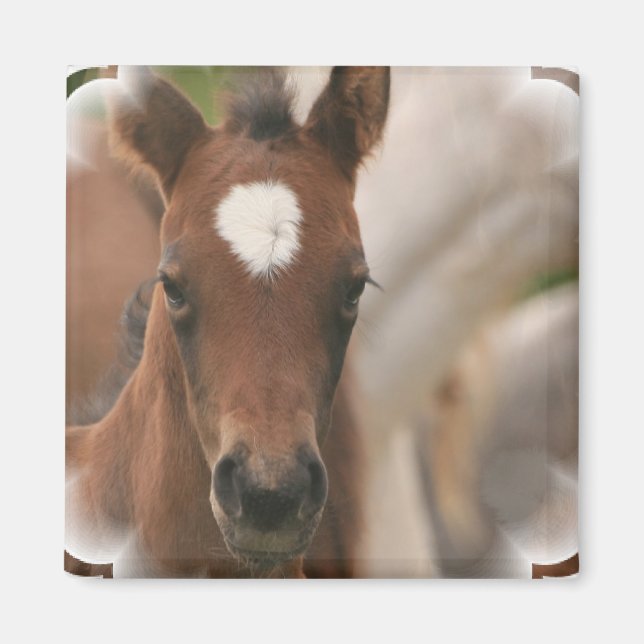 Horse Baby Square Magnet (Front)