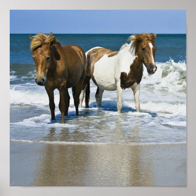 Horse Beach Canvas Print (Front)