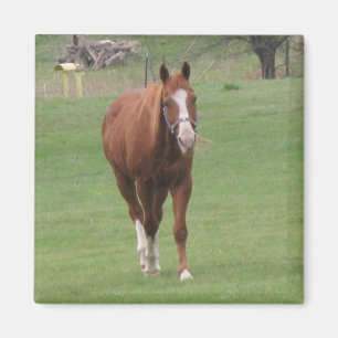 horse beauty magnet