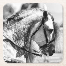 Horse black and white art photograph