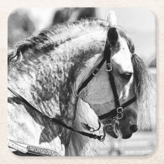 Horse black and white art photograph square paper coaster