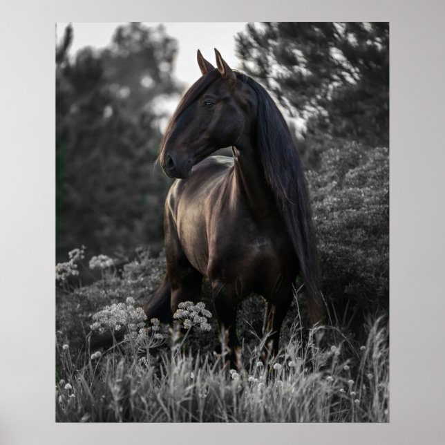 Horse Black White Photo Modern Poster (Front)