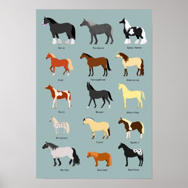 horse breeds poster (Front)