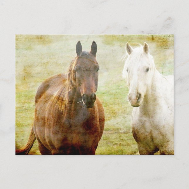 Horse Buddies Postcard (Front)