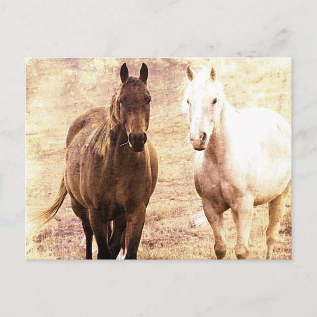 Horse Buddies Sepia Postcard (Front)