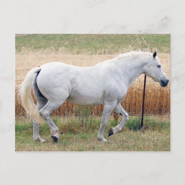 Horse By A Fence Postcard (Front)