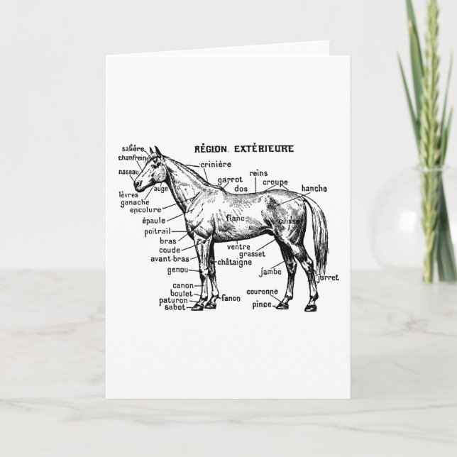 Horse Card (Front)