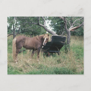 Horse Checking Out Old Buggy Postcard