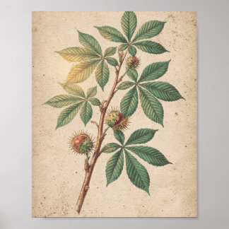 Horse Chestnut Branch Botanical Art Poster