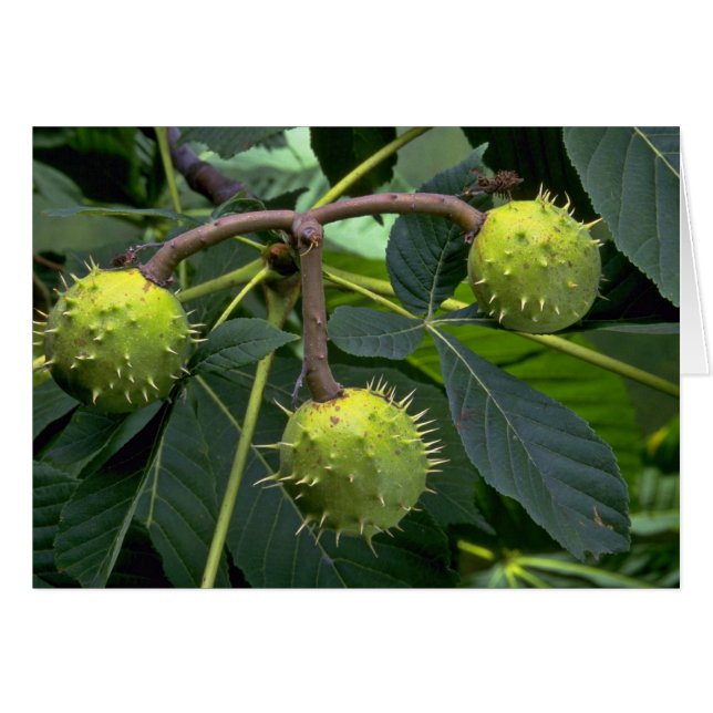 Horse chestnut tree fruit (aesculus hippocastarum) (Front Horizontal)