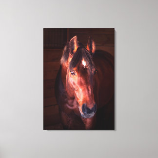 horse collection. Trakehner Canvas Print
