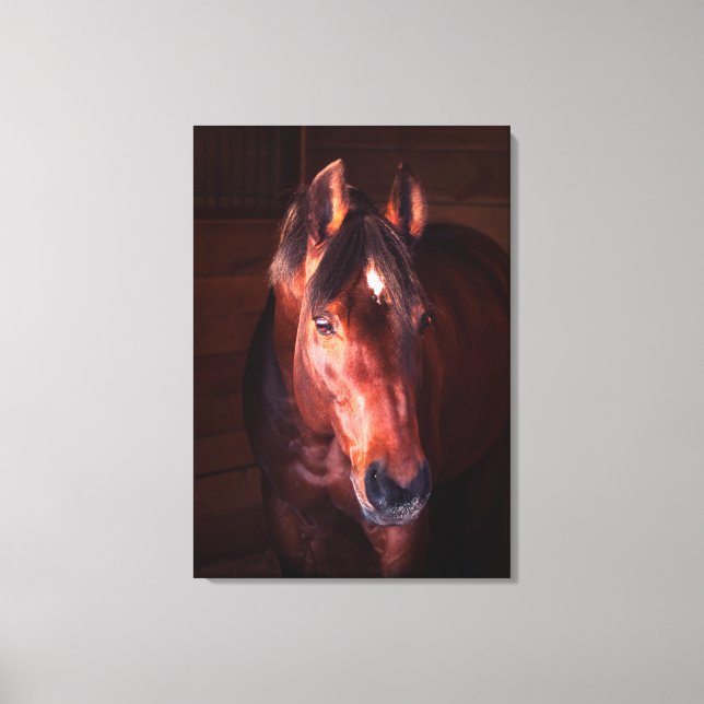 horse collection. Trakehner Canvas Print (Front)