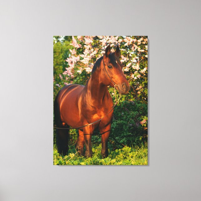 horse collection. Trakehner. spring Canvas Print (Front)