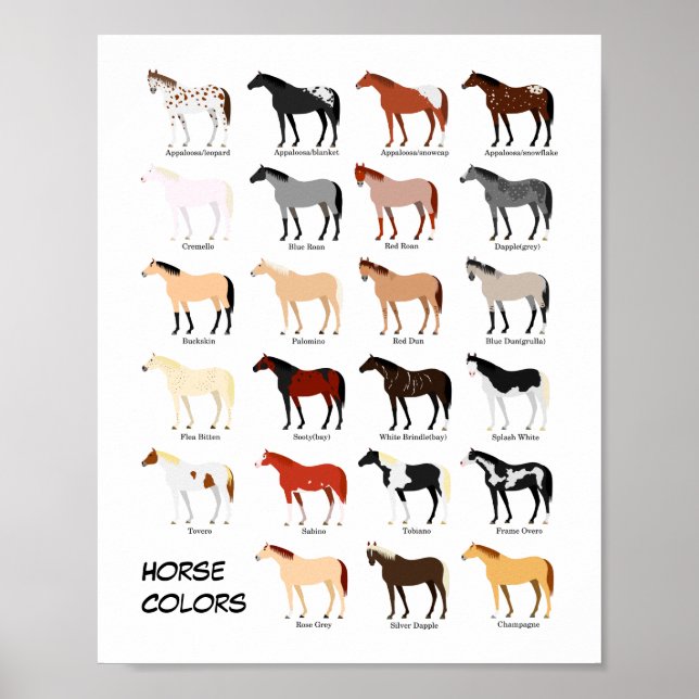 horse colour chart poster (Front)