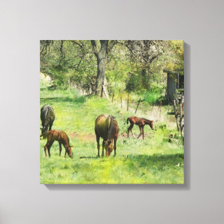 Horse & Colts In Pasture - Square Canvas Art