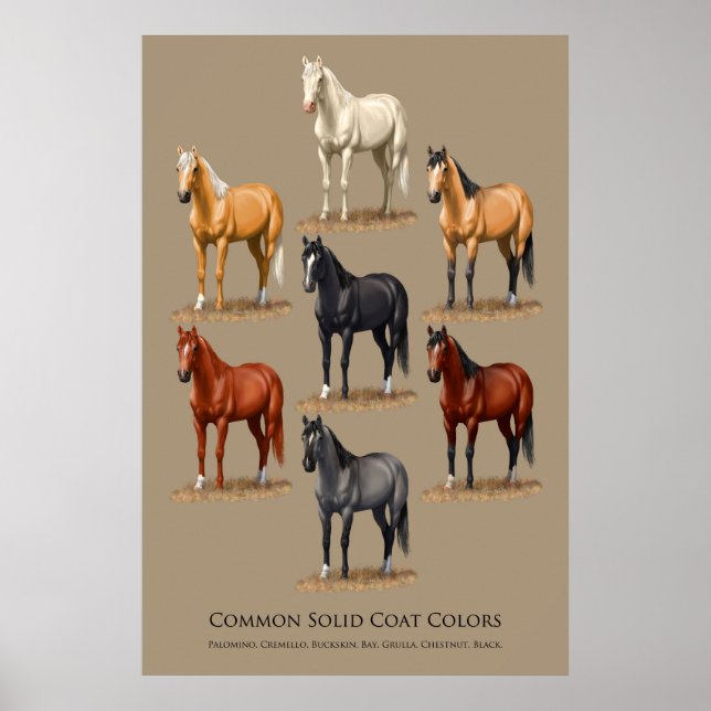 Horse Common Solid Coat Colours Chart (Front)