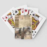 Horse Cordoba Spain