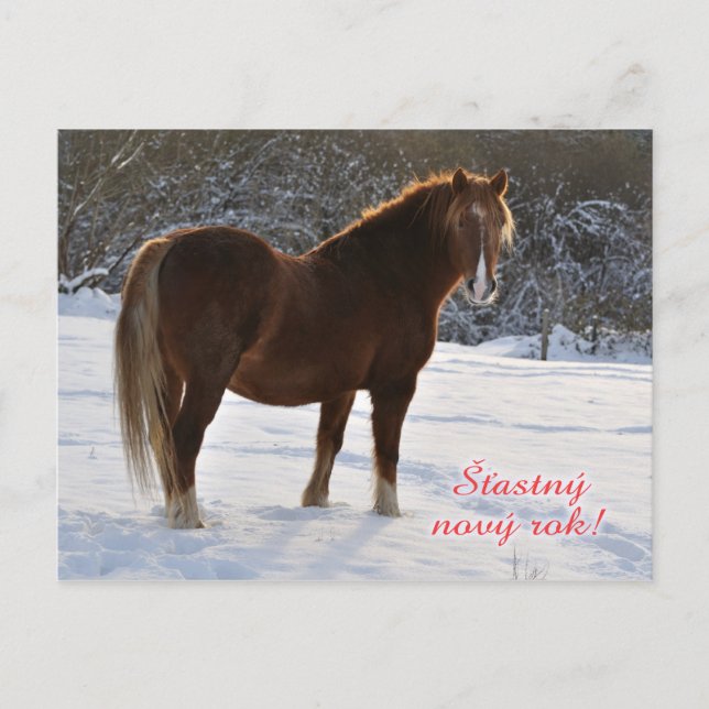 Horse Czech New Year postcard (Front)