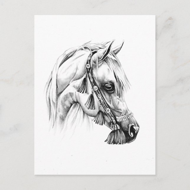 Horse drawing sketch art handmade postcard (Front)